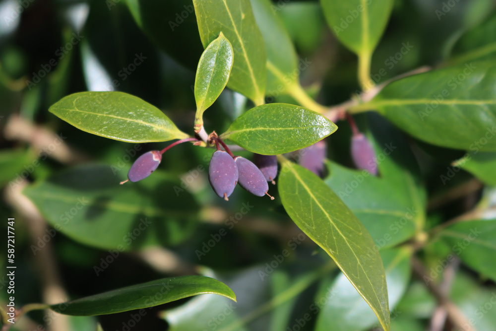 Close-up of Osmanthus bush with purple berries on branches in the garden. Osmanthus fragrant Close-up of Osmanthus bush with purple berries on branches in the garden. Osmanthus fragrant