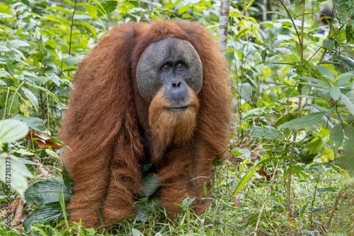Close-up view of a hairy Tapanuli orangutan in the greenery photo
