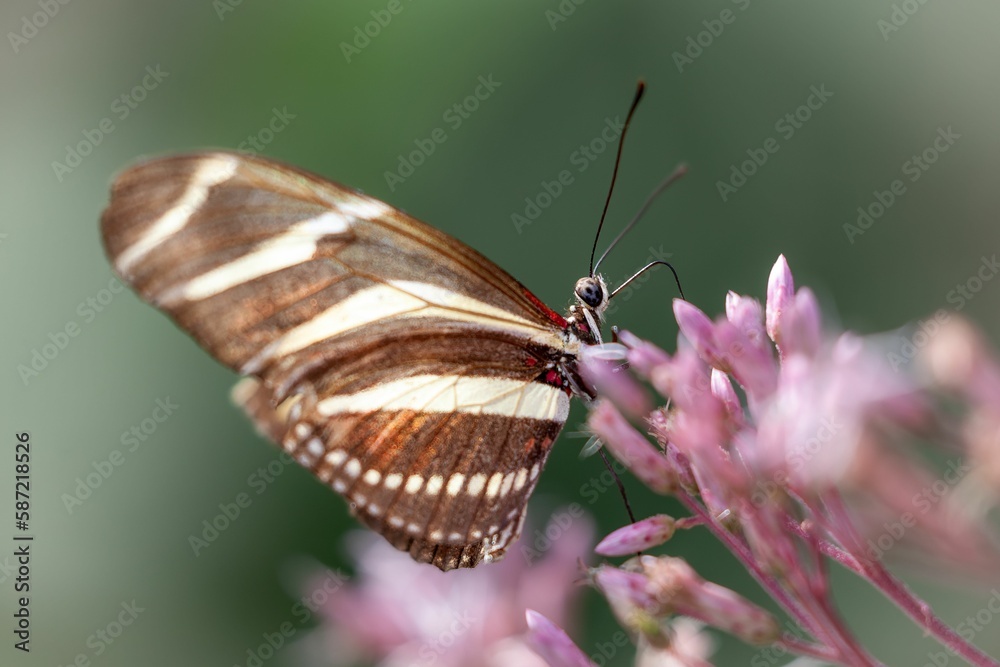 Fototapeta premium Zebra longwing butterfly nectaring on pink flowers in the garden with blur background