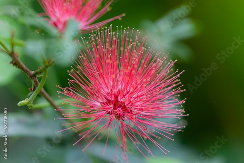 Selective focus shot of red powder puff flowering plant in the garden with blur background © Edgardm/Wirestock Creators