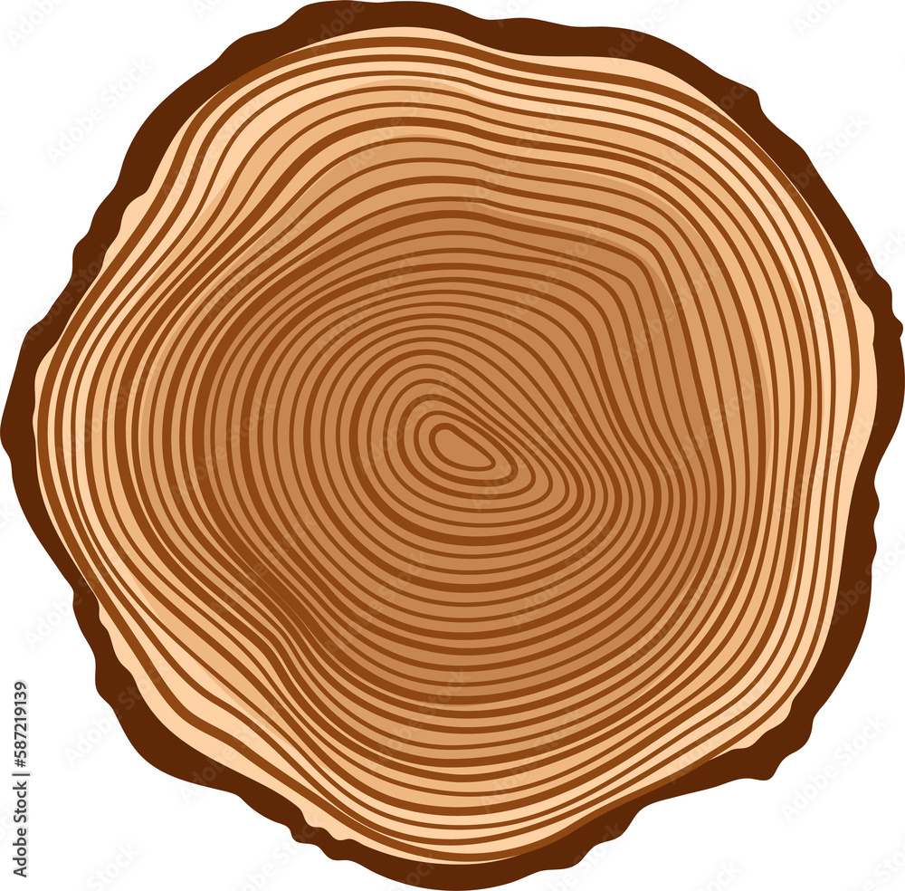 Fototapeta premium Wood cut tree trunk with year wooden rings, stump