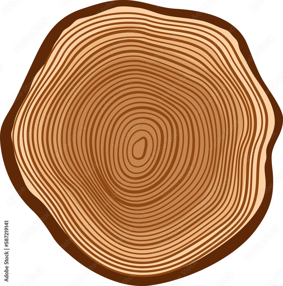 Fototapeta premium Stump of oak or pine lumber,wood cut tree trunk