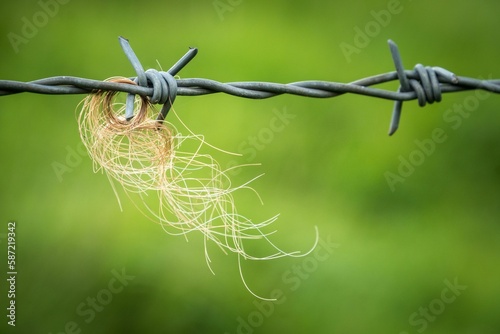 Closeup of fishing line tangled on a wired fence with a green background