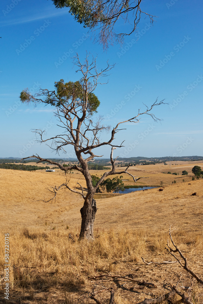 Cardinia Reservoir is an Australian man-made water supply saddle dam reservoir. The 287,000 ML water store is located in Emerald–Clematis–Dewhurst in south-eastern suburbs of Melbourne Cardinia Reservoir is an Australian man-made water supply saddle dam reservoir. The 287,000 ML water store is located in Emerald–Clematis–Dewhurst in south-eastern suburbs of Melbourne