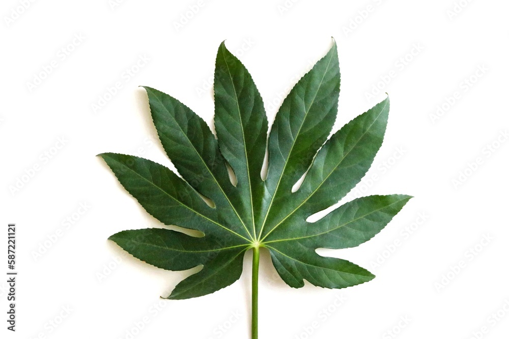 leaves isolated on white.