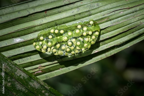 Close up of Red-eyed tree frog (Agalychnis callidryas) eggs laid on a green leaf