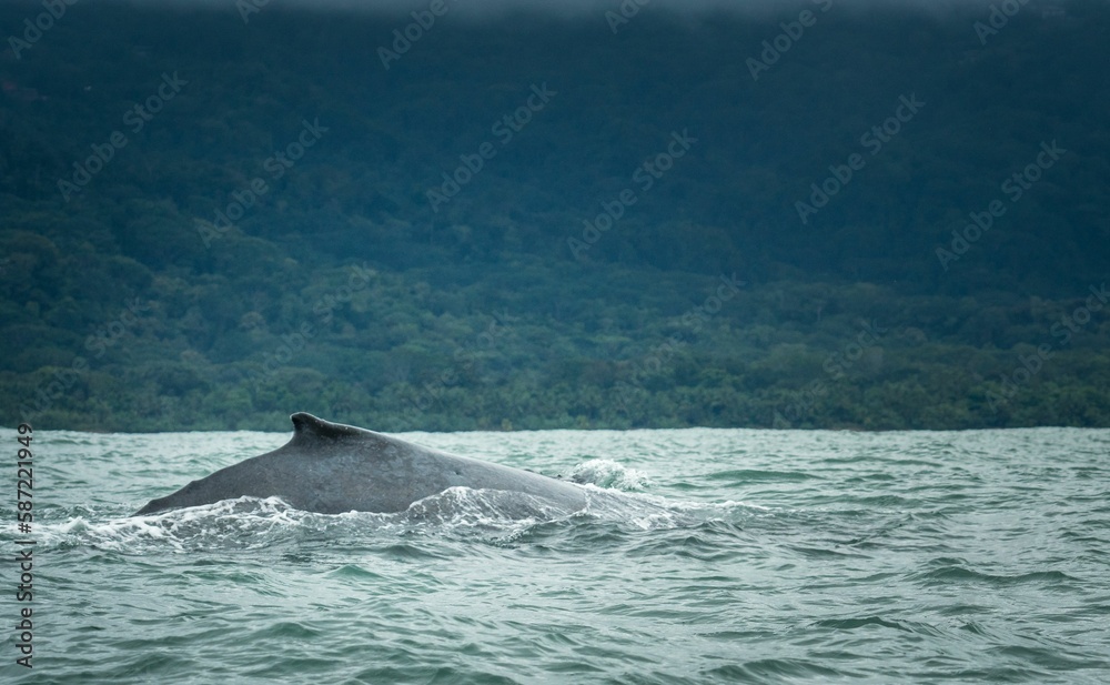 Beautiful shot of a whale in the water Beautiful shot of a whale in the water