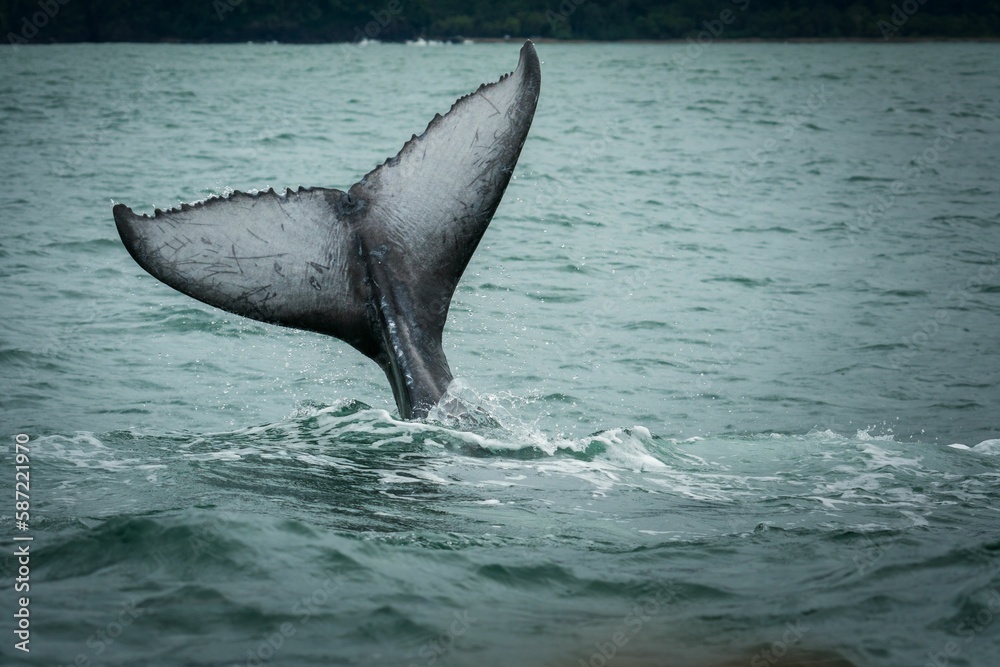 Fototapeta premium Beautiful shot of a whale tail in the water