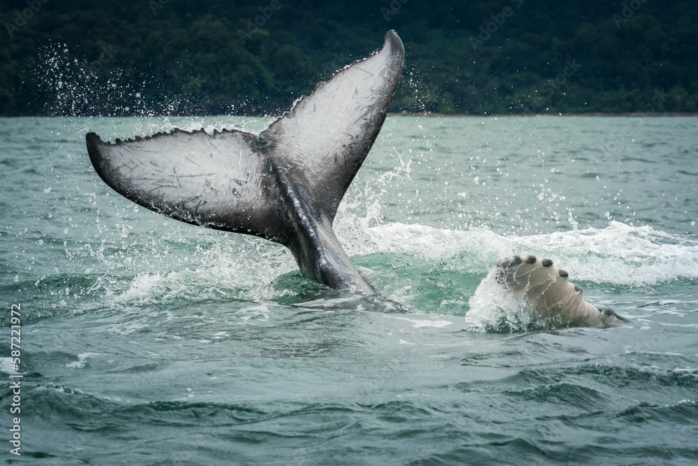 Fototapeta premium Beautiful shot of a whale tail in the water