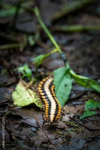Vertical shot of a Myriapoda on a ground © Matthias Kuba/Wirestock Creators