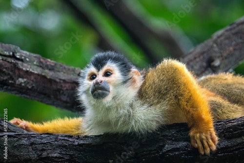 Close-up shot of a common squirrel monkey laying on a tree branch