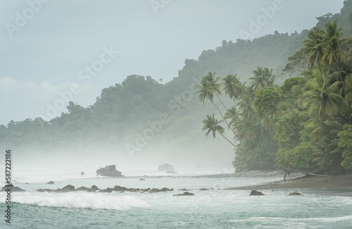 Beautiful shot of waves covering a coastline of a tropical forest