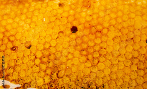 Bees on honeycomb