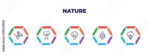 editable outline icons with infographic template. infographic for nature concept. included cucumber tree tree, white oak tree, black walnut balsam fir shadbush icons.