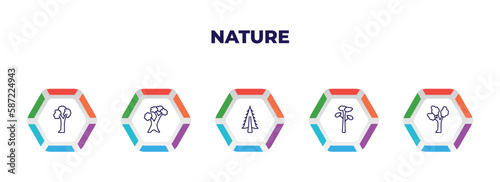 editable outline icons with infographic template. infographic for nature concept. included pin cherry tree, scarlet oak tree, american larch tree, pitch pine eastern cottonwood icons.