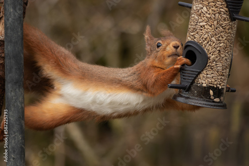 an amusing funny image of a red squirrel as it stretches from a treen over to a bird feeder as it steals the food from a bird feeder