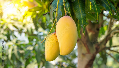 Mango fruit hanging on a tree
