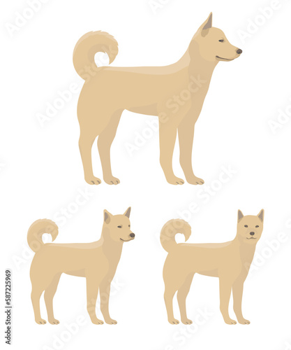 korean jindo dog, fawn dog, standing dog flat vector illustrations isolated on white background