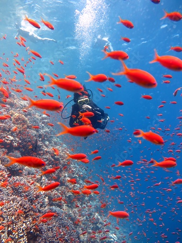 Diver at red sea with lots of fish