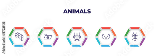 editable outline icons with infographic template. infographic for animals concept. included bee hive, medic folder, trapeze artists, wing, ant icons.