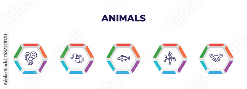 editable outline icons with infographic template. infographic for animals concept. included cock, angler, zander, aw, fennec fox icons. photo