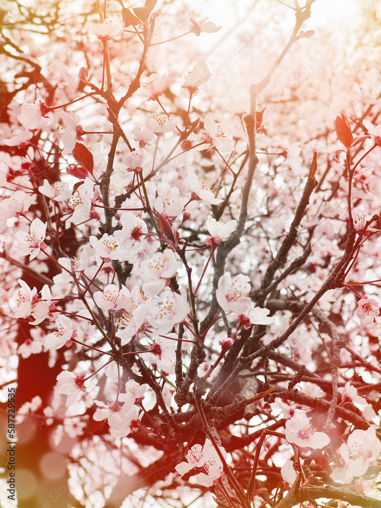 Blossom spring background with flowers, blurred sun light bokeh and flowers Blossom spring background with flowers, blurred sun light bokeh and flowers
