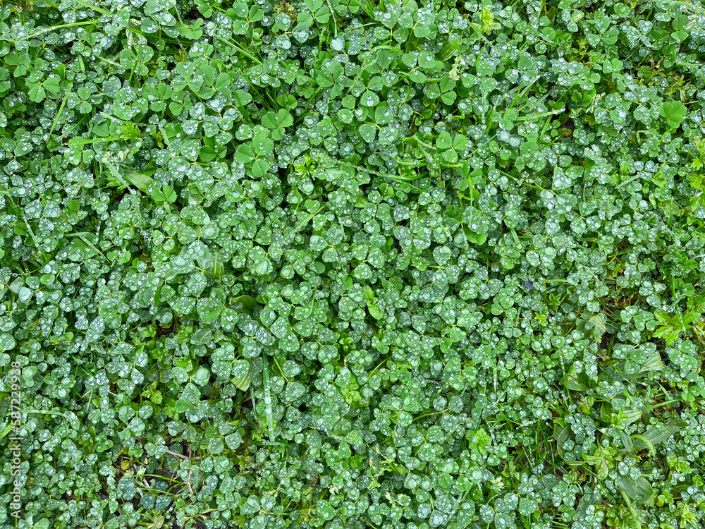 Summer grass background, top view. Spring green grass clover meadow with rain water dew drops