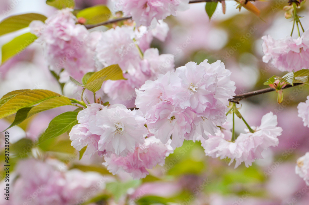 blossoming pink cherry in spring