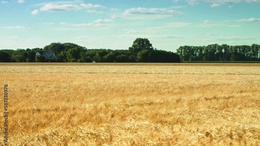 Wide shot of beautiful golden wheat swaying in the wind on a sunny day. Perfect for agricultural or natural beauty projects and in a promotional video for a farmer's market. Wide shot of beautiful golden wheat swaying in the wind on a sunny day. Perfect for agricultural or natural beauty projects and in a promotional video for a farmer's market.