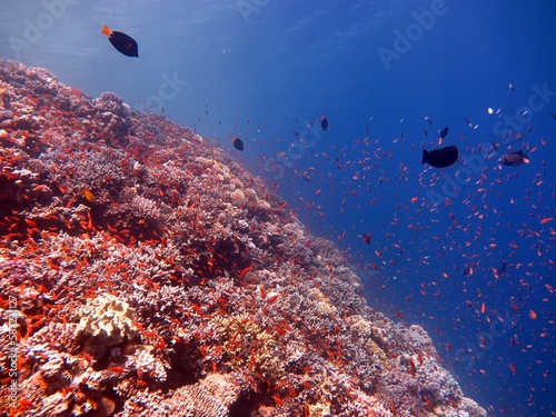 Red Sea fish and coral reef