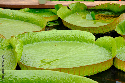 Victoria amazonica also called Victoria regia is a species of flowering plant, the second largest in the water lily family Nymphaeaceae. It is called Uape Jacana in Brazil