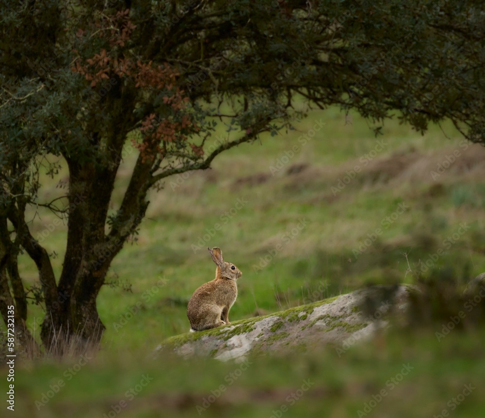 Fototapeta premium CONEJO SILVESTRE