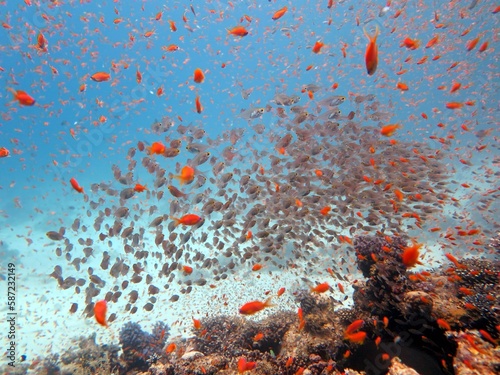 Red Sea fish and coral reef