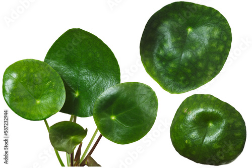 The leaves of the houseplant pilea peperomioides (Chinese money plant) isolated on a transparent background. An element of your collage, a work of art. photo