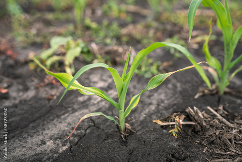 Growing young green corn seedling sprouts in cultivated agricultural farm field. Agricultural scene