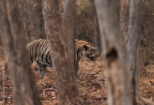 A tiger in the mid of trees at Tadoba Andhari Tiger Reserve, India photo