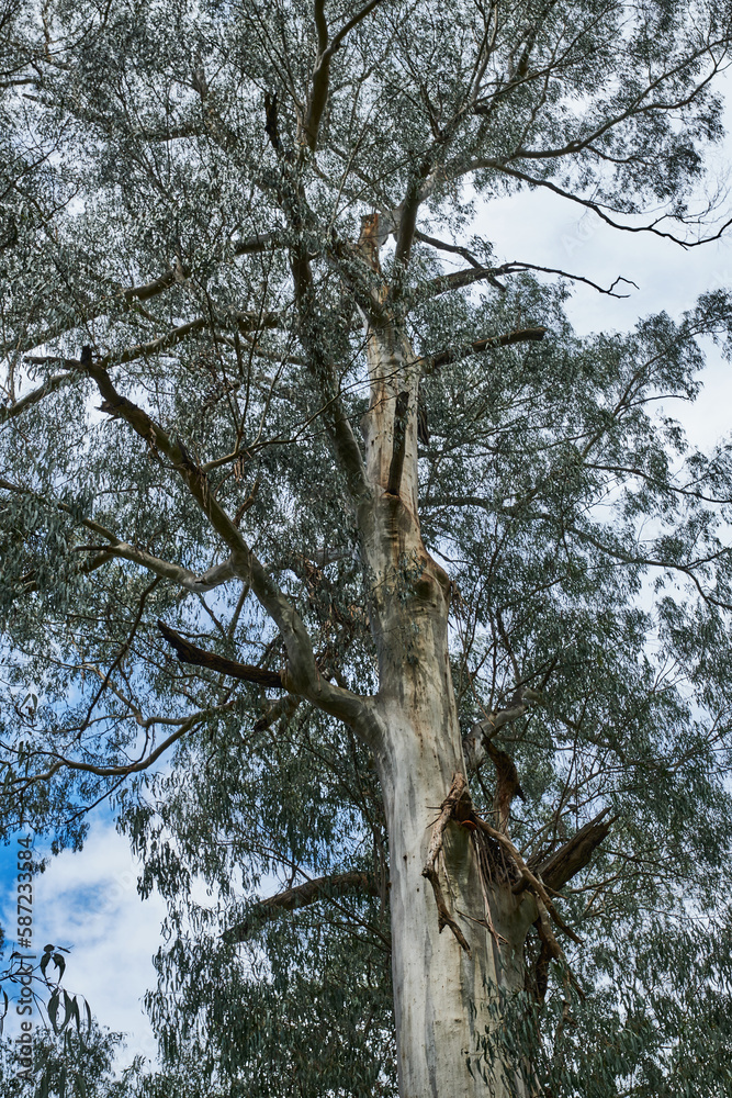 Cardinia Reservoir is an Australian man-made water supply saddle dam reservoir. The 287,000 ML water store is located in Emerald–Clematis–Dewhurst in south-eastern suburbs of Melbourne Cardinia Reservoir is an Australian man-made water supply saddle dam reservoir. The 287,000 ML water store is located in Emerald–Clematis–Dewhurst in south-eastern suburbs of Melbourne