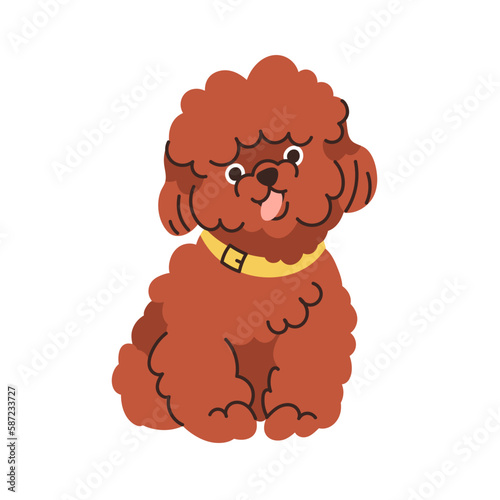 Maltipoo, Maltese Poodle mix, dog breed. Cute dwarf mini doggy with curly kin...