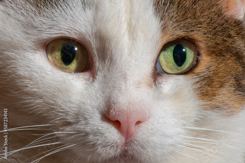 Tabby white color cat standing on the sofa. Cat with confused eyes. deaf cat. Close-up cat eyes.