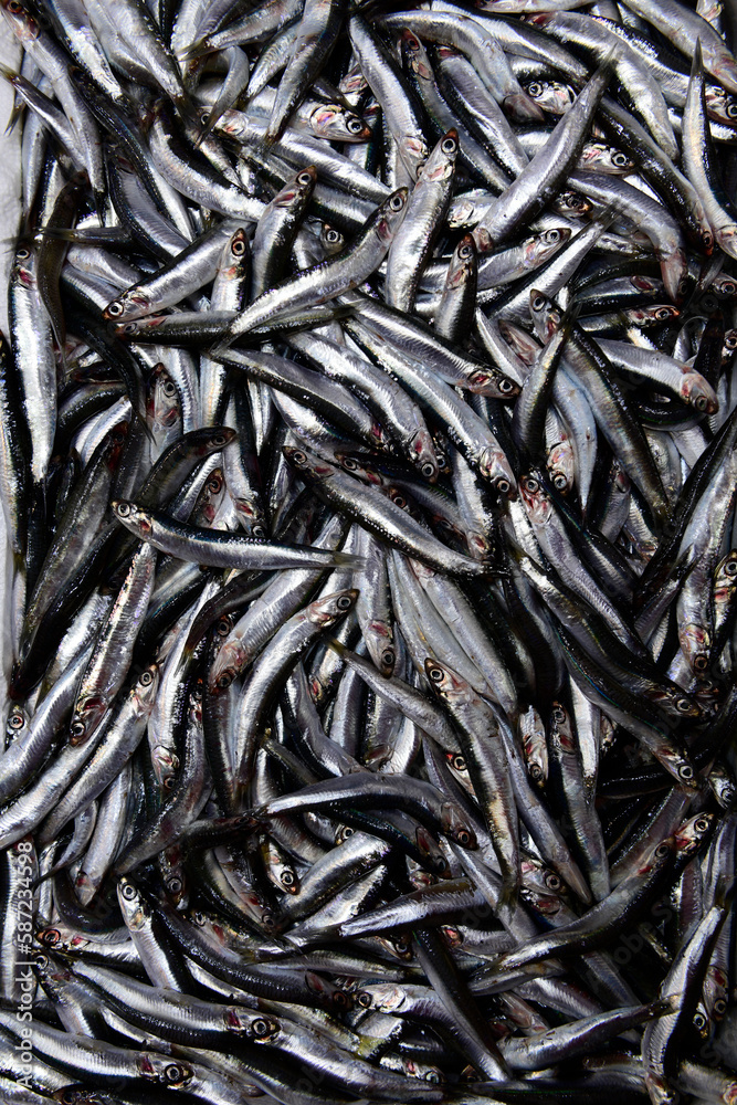 Fresh anchovies background.Black Sea anchovy.
Fresh anchovies background.Black Sea anchovy.