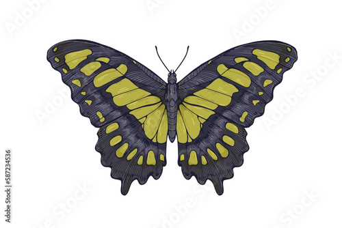Siproeta stelenes, Malachite butterfly in vintage realistic style. Winged black and green insect, flying moth. Detailed retro drawing. Hand-drawn vector illustration isolated on white background
