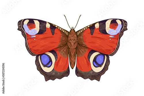 Peacock butterfly, moth species with colorful spots on wings. Aglais io insect in detailed vintage style. Realistic retro drawing. Hand-drawn vector illustration isolated on white background