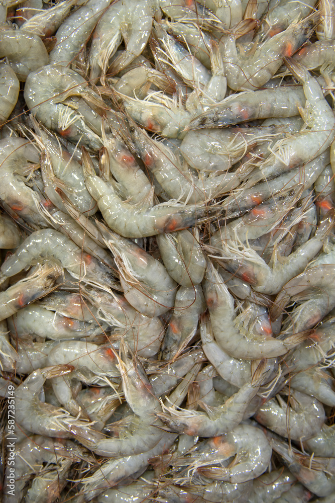 Fresh shrimp for sale at the fish market. Jumbo shrimp.
Karakoy fish market, Istanbul.