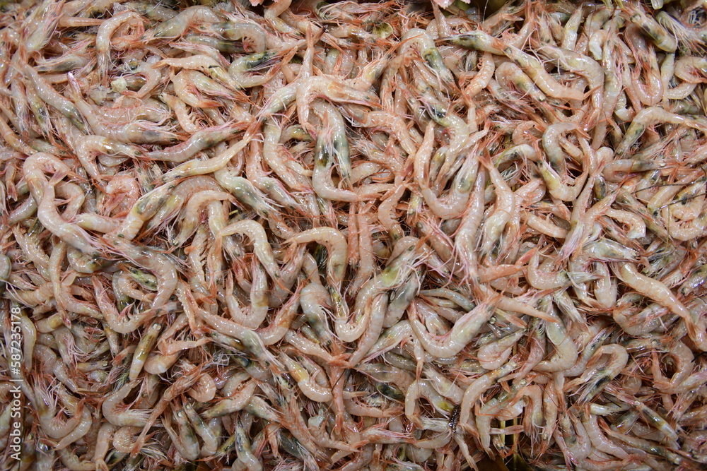 Fresh shrimp for sale at the fish market. Jumbo shrimp.
Karakoy fish market, Istanbul.