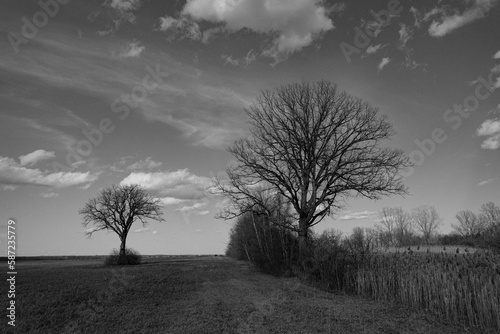 Scenic view of trees in a rural area in Ile Perrot in southwestern Quebec, Canada