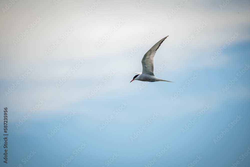 Obraz premium White arctic tern (Sterna paradisaea) flying in the sky with white clouds, the concept of freedom