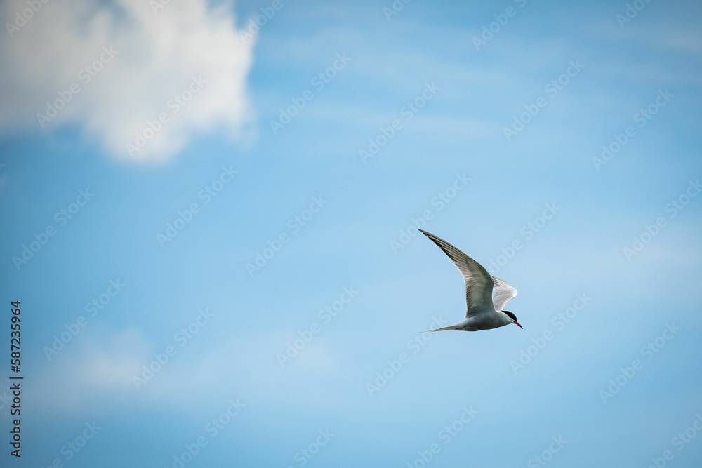White arctic tern (Sterna paradisaea) flying in the sky with white clouds, the concept of freedom White arctic tern (Sterna paradisaea) flying in the sky with white clouds, the concept of freedom