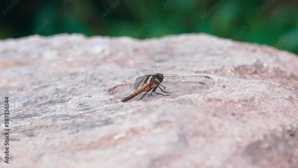 Closeup shot of a dragonfly standing on a red rock with blur background Closeup shot of a dragonfly standing on a red rock with blur background