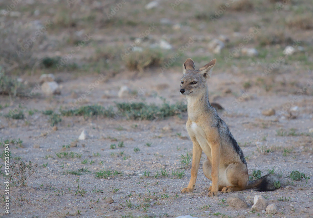 a curious black-backed jackal sitting alert on the ground in the wild buffalo springs national reserve, kenya a curious black-backed jackal sitting alert on the ground in the wild buffalo springs national reserve, kenya