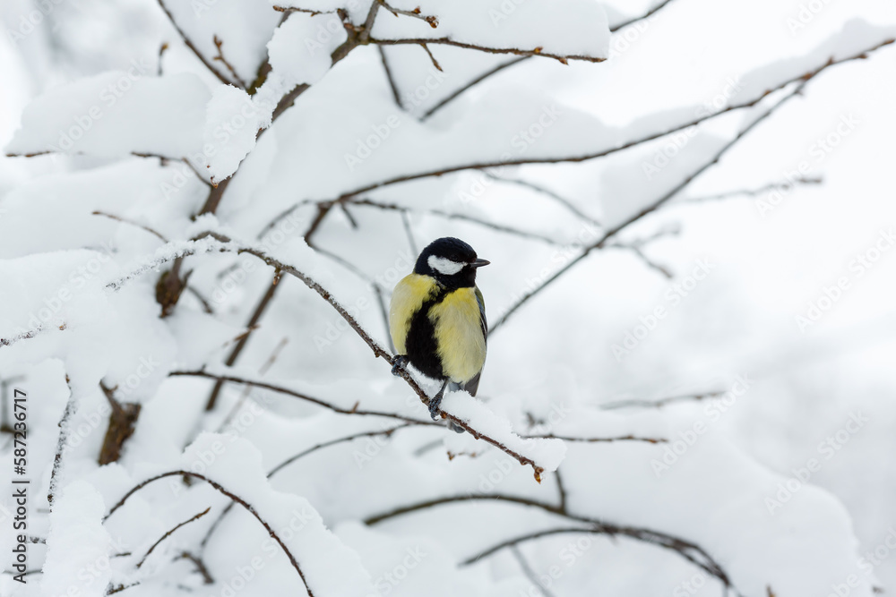 The great tit or big tit, ( lat. Parus major )on a snow-covered branch on the background of a winter landscape The great tit or big tit, ( lat. Parus major )on a snow-covered branch on the background of a winter landscape